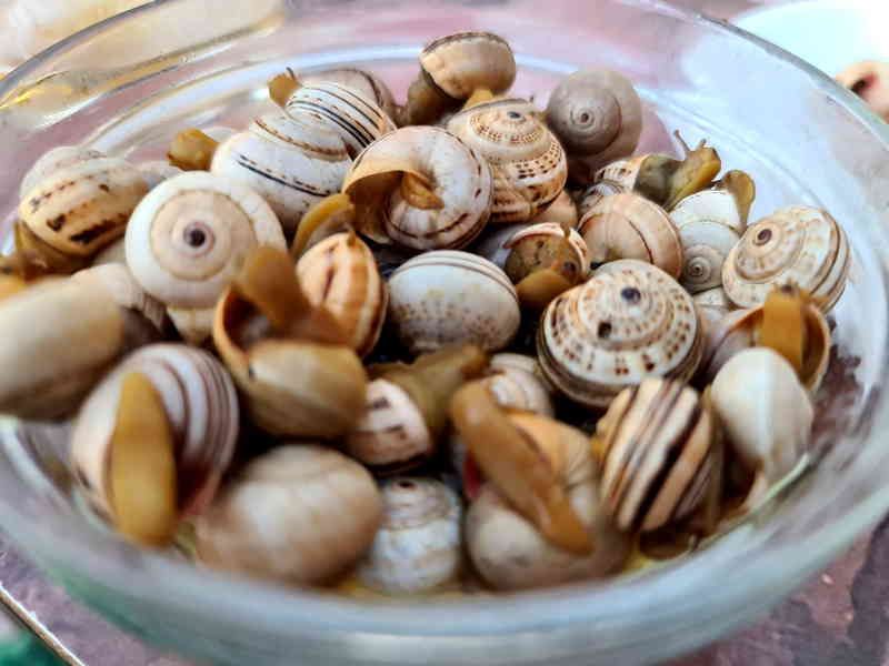 Don Matteo y Los Caracoles. Detapasconchencho