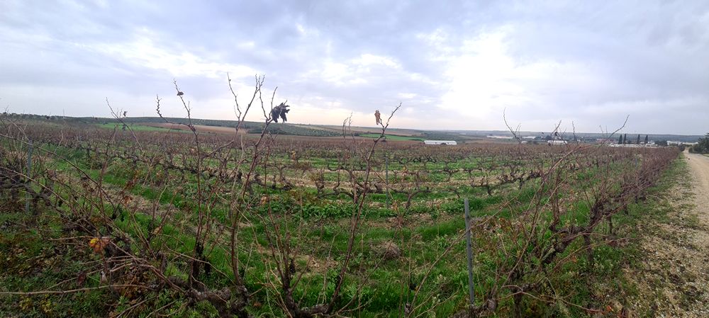 Eventos Bodega Salado. Detapasconchencho