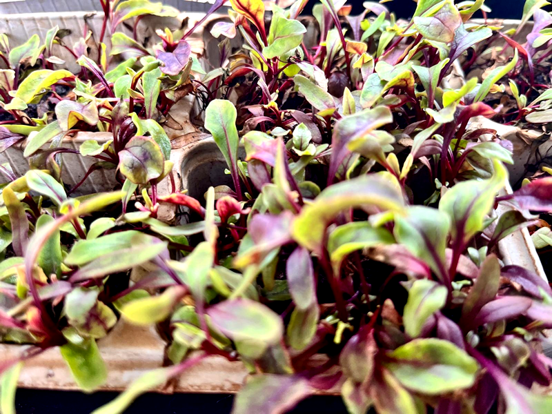 Brotes Verdes. Detapasconchencho