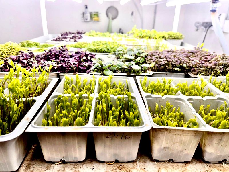 Brotes Verdes. Detapasconchencho