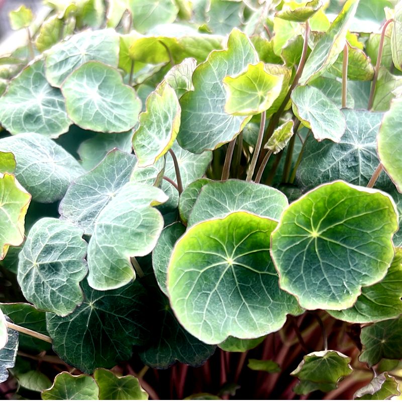 Brotes Verdes. Detapasconchencho