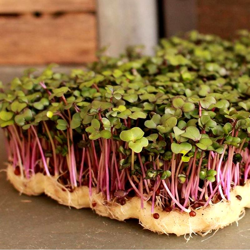 Brotes Verdes. Detapasconchencho