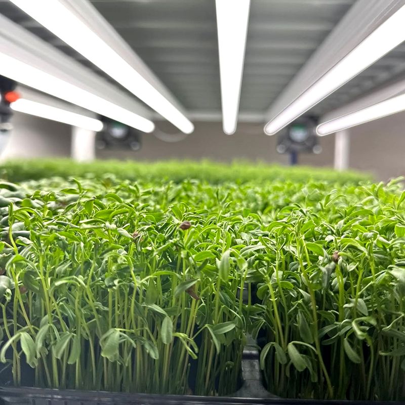 Brotes Verdes. Detapasconchencho