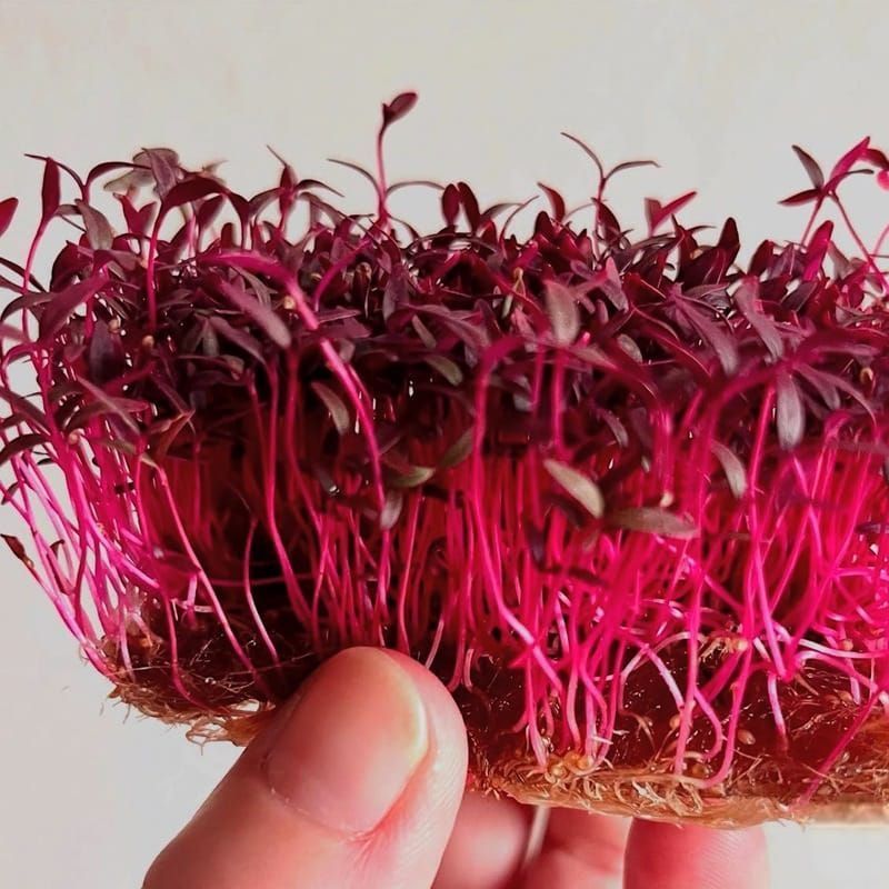 Brotes Verdes. Detapasconchencho