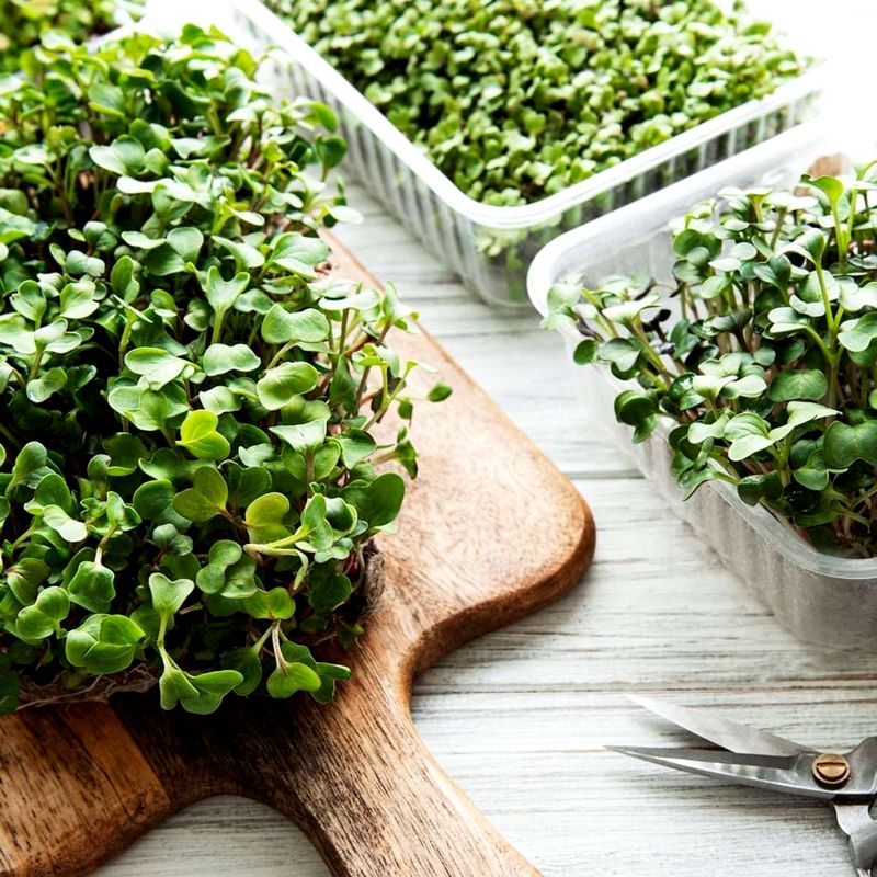 Brotes Verdes. Detapasconchencho