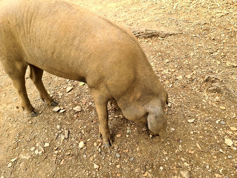Restaurante Lieva. Detapasconchencho